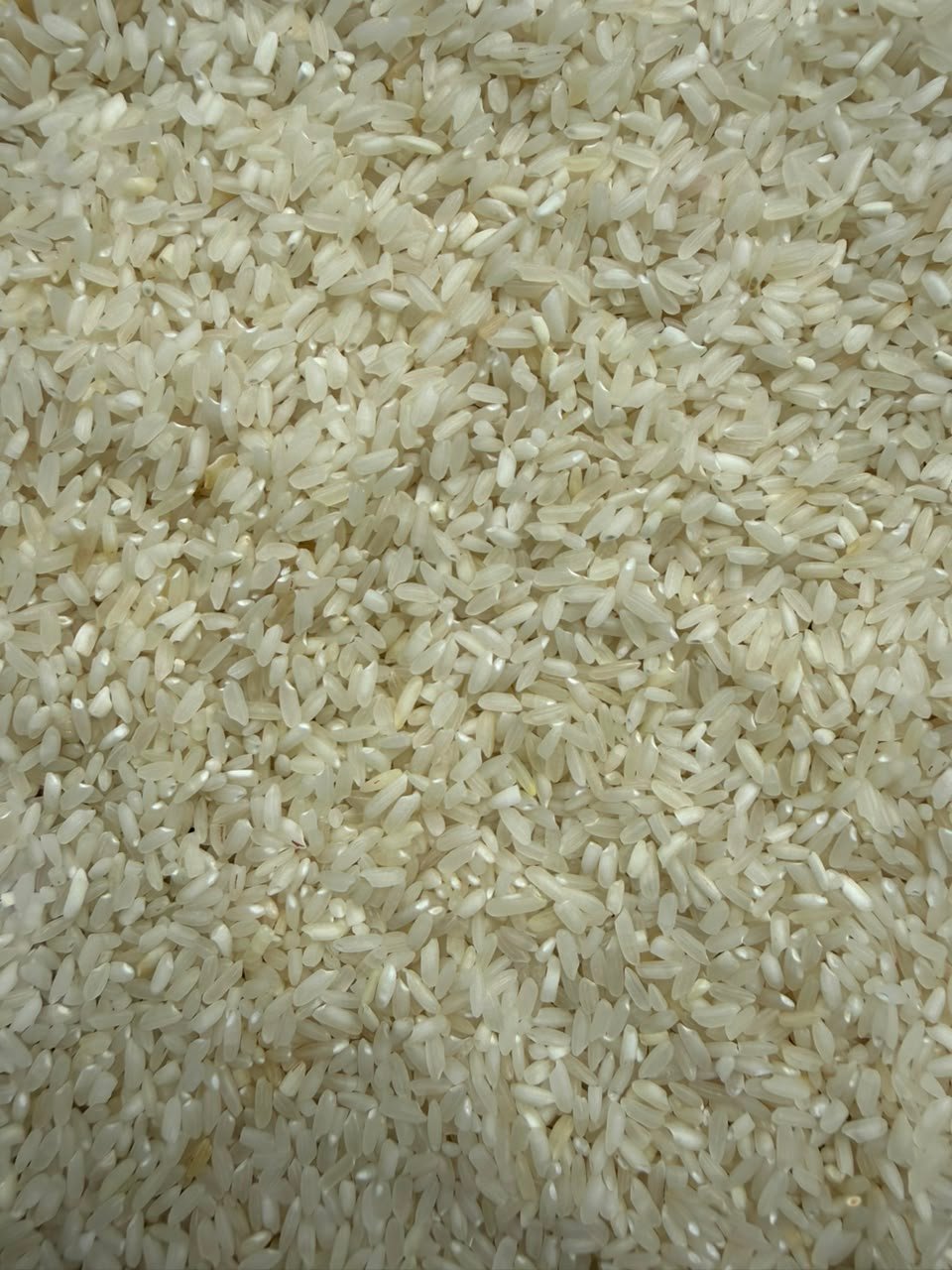 Kolam Sarna Rice